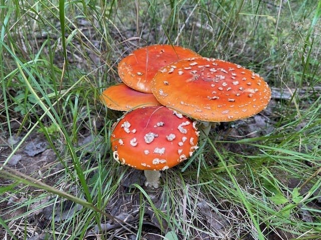 Galerijafbeelding 10