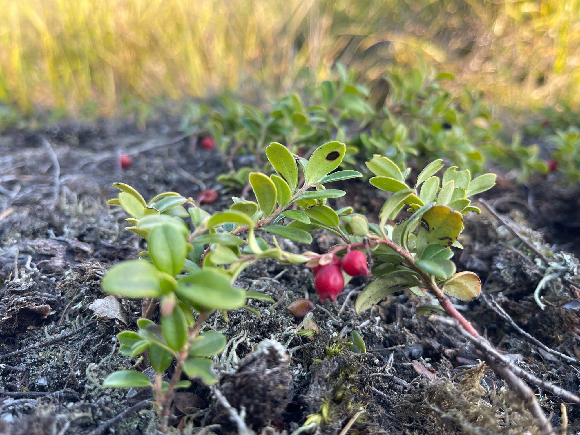 Galerijafbeelding 14